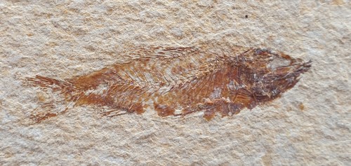 Herrlicher fossiler fisch - herrlicher,