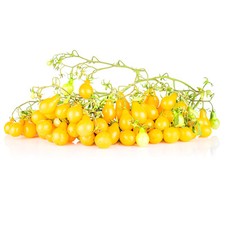 Tomatensorte 'Dattelwein' Multiflora | Alte deutsche Rarität | Freiland-Saatgut