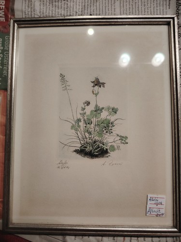 Albrecht dürer akelei - albrecht,
