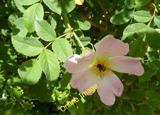 Foto 12x8 Hund Rose (Rosa