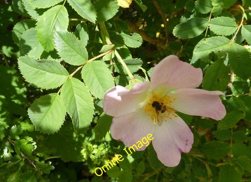 Foto 12x8 hund rose rosa - foto,