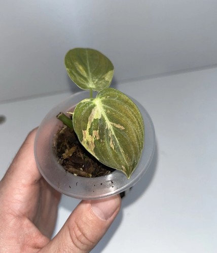 Philodendron melanochrysum - philodendron,