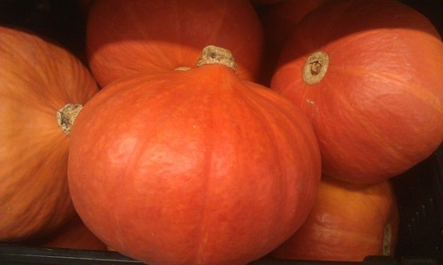 Hokkaido carotakürbis red - carotakürbis, 'red