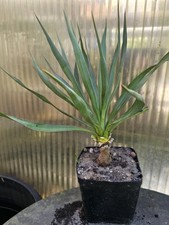 🌴Yucca gloriosa 45cm