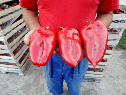 Samen riesenpaprika ohr - 25,