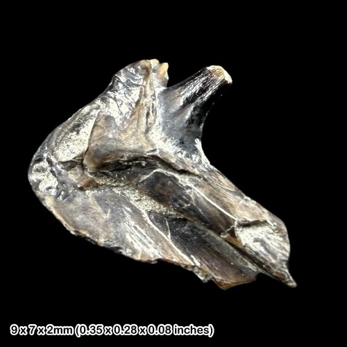 Jura reptil zahn kiefer - jura, fossil