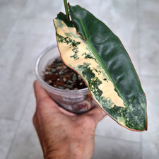 Philodendron Billietiae
