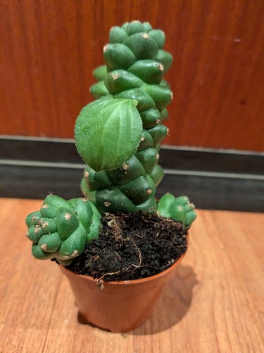 Euphorbia ritchiei monadenium - ritchiei,