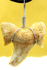 Versteinerter    Haifischzahn