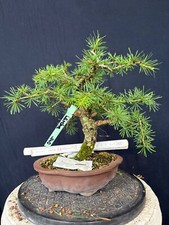 Lärche Bonsai Prebonsai Yamadori Rohware Rohware 140