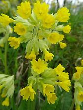Primula veris WIESEN-SCHLÜSSELBLUME PRIMEL 200 Samen Wildpflanzen