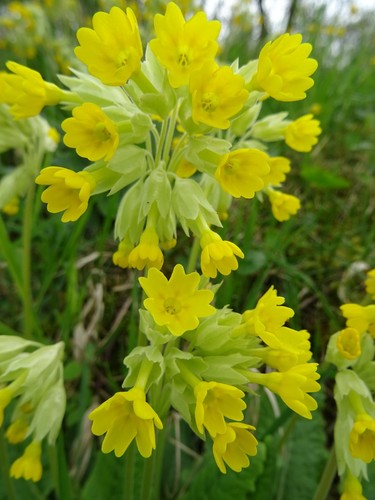 Primula veris