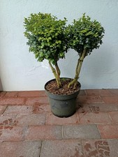 Buchsstamm,      3 er