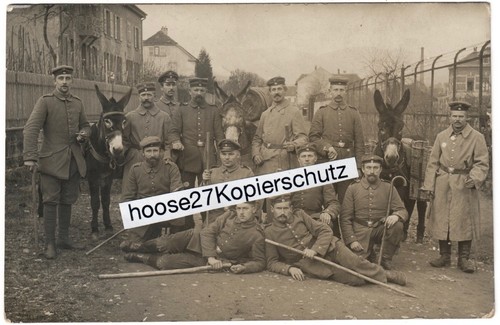 Foto tragtiergruppe mulis - tragtiergruppe, 7