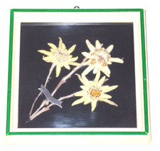 Echte Alpen Edelweiß