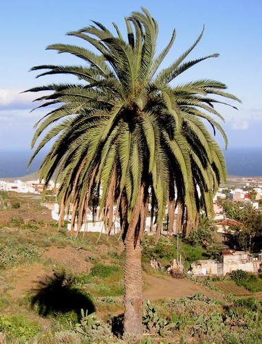Samen dattel palme - samen, tolle