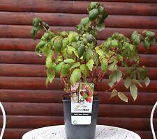 Herbsthimbeere 'Heritage' - 'Rubus idaeus  40-60 cm Strauch im 5-Liter Container