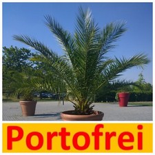 1x Kanarische Dattelpalme Phoenix Canariensis Größe 75 bis 90 cm