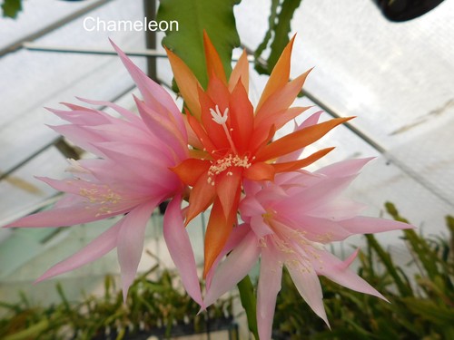 Epiphyllum blattkakteen - epiphyllum,