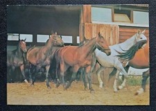 Pferdepostkarte, AK Pferde