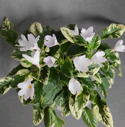 African violet saintpaulia - violet, /