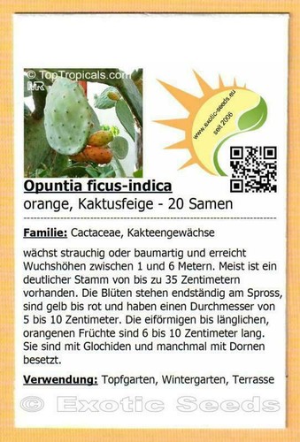Opuntia ficus indica - 🌵,