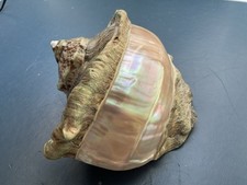 Perlmuttschnecke Turbo Marmoratus , Grüne Turbanschnecke 160mm.Perlmutt Muschel.