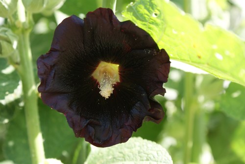 Stockrose schwarz 30 samen - schwarz,