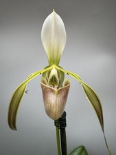 Paphiopedilum dianthum  ? ? SELTEN