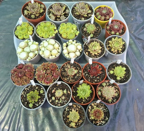 Sempervivum