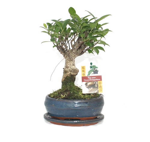 Bonsai chinesischer feigenbaum - bonsai,