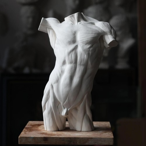 écorché männlicher torso - männlicher,