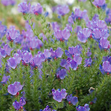 1000 Samen WEGERICHBLÄTTRIGER NATTERNKOPF Echium plantagineum Bienenweide