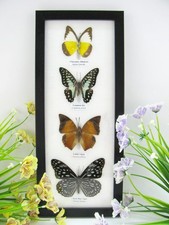4 echte präparierte Schmetterlinge Schaukasten Wandbild Bilderrahmen - A-04-h-20