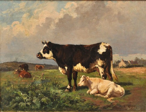 Vache paturage weidende - -,  weidende