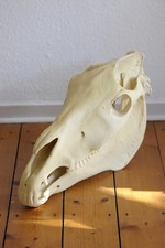 Pferde Schädel Replica (gekauft bei skulls unlimited - Modell WBC-125)