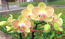 Orchidee Phalaenopsis multi