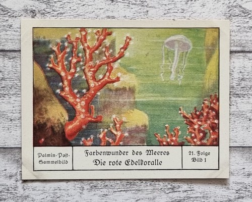 Rot edelkoralle farbenwunder - edelkoralle,