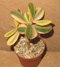 Crassula argentea cv Maruba