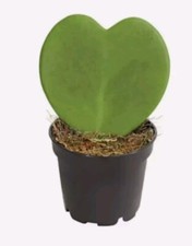 Herzblatt Pflanze Ableger