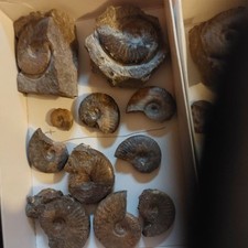 Ammoniten    10 x  Lias e