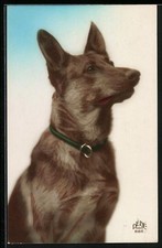 Schäferhund mit aufmerksamem Blick, Portrait, Ansichtskarte 