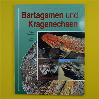 Bartagamen und kragenechsen - kragenechsen,