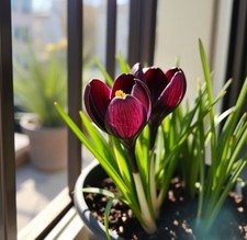 winterharte Krokusse dunkel-rot schnellwüchsig exotische Pflanzen für den Garten