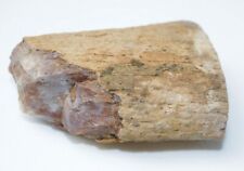 Unbestimmter Fossiler  Zahn 7cm * versteinerter Stoßzahn Reißzahn Saurierzahn