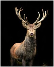 Wallario Premium Poster Plakat