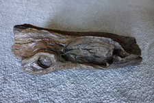 Versteinertes Holz - 11,7 kg - 48 cm