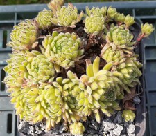 3x Sempervivum "Cho" - Hauswurz - Garten - Steingarten - Ableger
