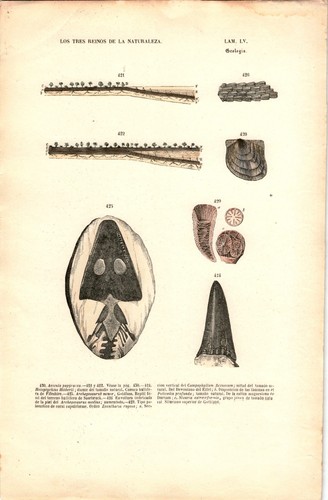 Antike handkolorierte - antike,
