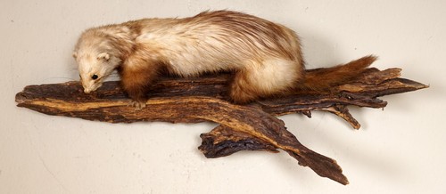 Schöner iltis mit - schöner,